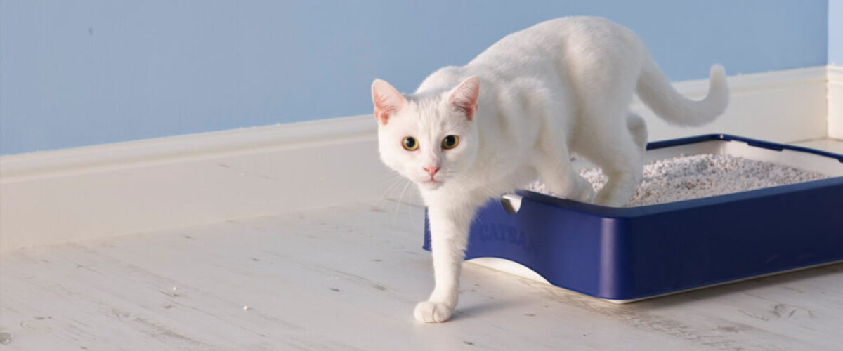 http://pet.myxl.uk/wp-content/uploads/2023/09/SLD2-catLitter.jpeg